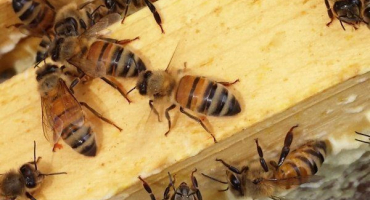 Italské včely - podrobná recenze plemene